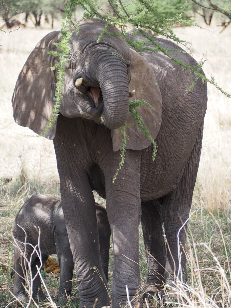 Elefantes en Tarangire. Por Esther