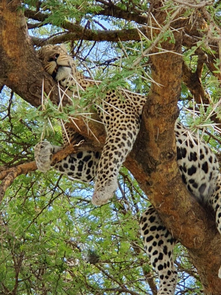 El escurridizo leopardo, en lo alto de la acacia. Por Patricia