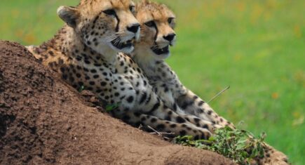 Guepardos en Serengeti. Por Claudia